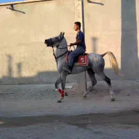 سردار نریون ۷دونگ