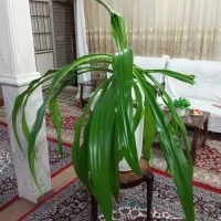 فروش سوسن عنکبوتی|گل و گیاه طبیعی|قم, منبع آب|دیوار