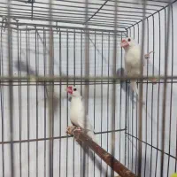 قناری نر و فنچ نرگسی|پرنده|کاشمر, |دیوار