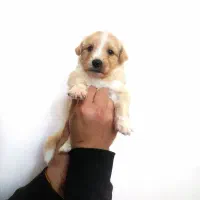 توله شیتزو عروسکی