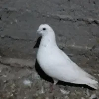 کبوتر