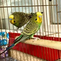 مرغ عشق جفت