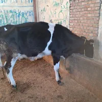 گاو ابستن داخل ۴ ماه