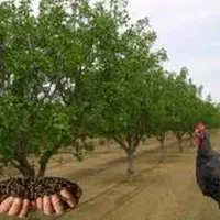 کود مرغ. زل مرغ