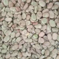 باقله کیلو ۱۰۰تومان