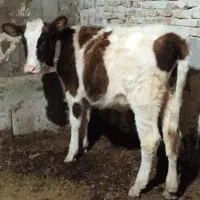 هلشتاین قرمز