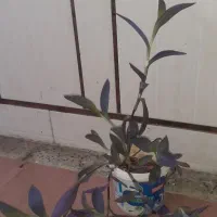 گل وگیاه(بنفشه)