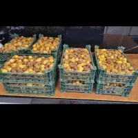 انواع خرما خوزستان|خوردنی و آشامیدنی|رشت, بلوار گیلان|دیوار