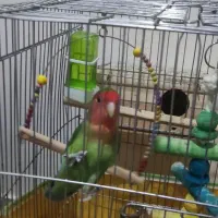 طوطی برزیلی جفت،خیلی خوش رنگ|پرنده|مشکیندشت, |دیوار