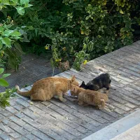 واگذاری رایگان گربه DSh