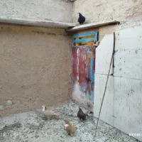 چهار جفت کفتر نر ماده شهر بهبهانی|پرنده|شیراز, قلات|دیوار