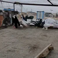 بهبونی پلنگ هوایی|پرنده|شیراز, کوشک میدان|دیوار