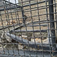 باربند شمالی درجه یک