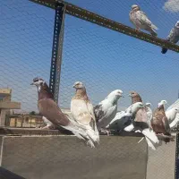 کبوتر.پرشی.