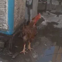 خروس لاری