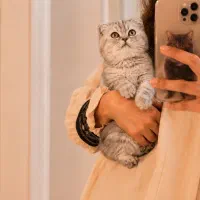 گربه بلوگلد دختر لوس ۱۶