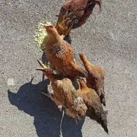 واروک ، مرغ و خروس|حیوانات مزرعه|جوانرود, |دیوار