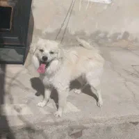 سگ پاکوتاه نژاد پامر نر