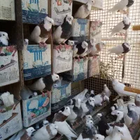 کبوتر طوقی درجه یک