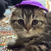 گربه اسکاتیش  نر