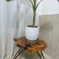 فروش سه عدد میز عسلی ژورنالی طبیعت|مبلمان خانگی و میز عسلی|تربتحیدریه, شهرک ولیعصر|دیوار