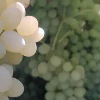 فورش سایه خشک  درجه یک