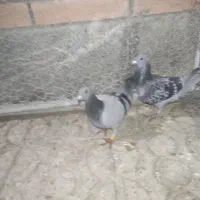 کبوتر دونه ۳۵۰