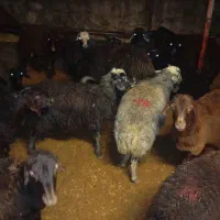 بره نر. گوساله نر سیمینتال