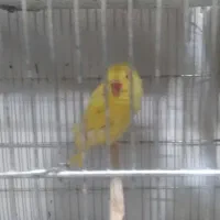 طوطی ملنگوزرد