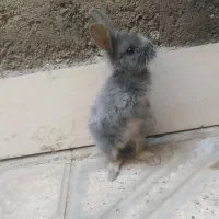 خرگوش مینی لپ مینیاتوری|موش و خرگوش|مشهد, طبرسی شمالی|دیوار