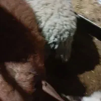 12عددبره از30کیلو تا40کیلو|حیوانات مزرعه|نجفآباد, طالقانی|دیوار