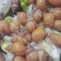 حلزون آلبینو سوپر مولد و جوجه حلزون
