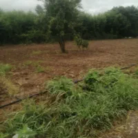 مرغداری ۲۰۰۰قطعه ای با مجوز|فروش دفتر صنعتی، کشاورزی، تجاری|لاهیجان, کوی آزادگان|دیوار