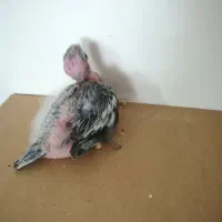 جوجه عروس هلندی وایت فیس سرلاکی|پرنده|گلبهار, شهر جدید گلبهار|دیوار