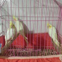 عروس پاریس۶ماهه|پرنده|سوسنگرد, |دیوار