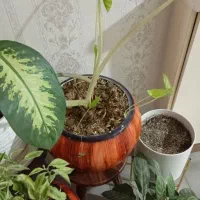 گل و گیاه|گل و گیاه طبیعی|کهریزک, |دیوار