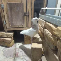 طوقی شازده نربشرط|پرنده|شیراز, طلاب|دیوار