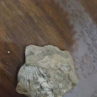 فسیل چند هزار ساله صدف