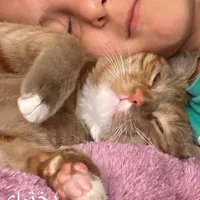 واگذاری گربه