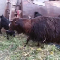 فروش یک راس قوچ