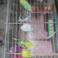 شش عدد مرغ عشق|پرنده|اصفهان, امیرعرب|دیوار