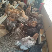 جوجه رسمی درجه یک فروش فوری