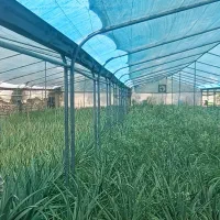 سازه گلخانه گالوانیزه جوشی کیفیت برتر