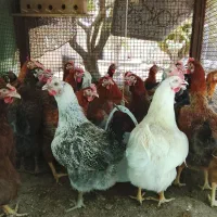 مرغ محلی تخم گذار