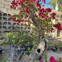 بونسای گل کاغذی و گلدان بونسای|گل و گیاه طبیعی|کرمان, |دیوار