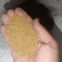 بذر یونجه