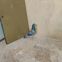 کفتر|پرنده|هامون, |دیوار