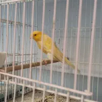 قناری نر مست مست شلاقی