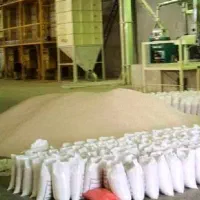 چند نفر کارگر سبوس گیری شالیکوبی