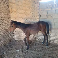 کره اسب نریون